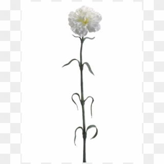 27" Carnation Spray X1 Cream - Artificial Flower Clipart
