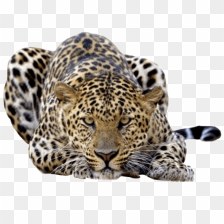 Free Png Jaguar Photo Png Images Transparent - Leopard Png Clipart