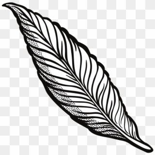 Feather Drawing Line Art Quill Cartoon - Feather Clip Art Transparent - Png Download