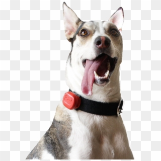 A Smart Location & Fitness Tracker For Your Dog - Dog Yawns Clipart