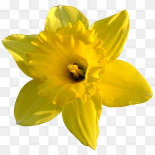 Daffodil Png High-quality Image - Transparent Background Daffodil Png Clipart