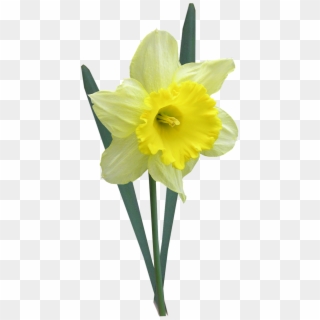 Daffodil With Leaves Stem - Påskelilje Png Clipart