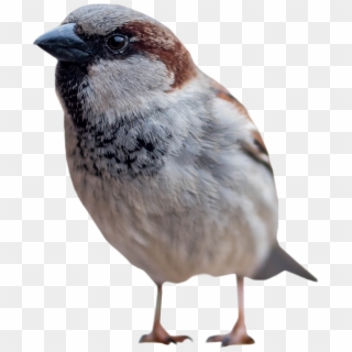 Sparrow Clipart Transparent Background - Sparrows Png