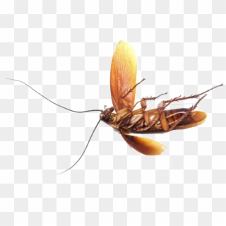 Bed Bug Png Photo - Mosquito Clipart