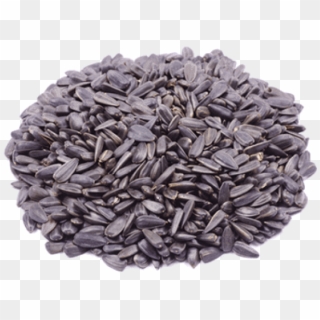 Free Png Download Sunflower Seed Png Png Images Background - Sunflower Seed Clipart