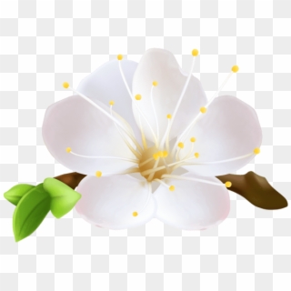 Free Png Spring Flower Png Images Transparent - Flores Moana Png Branca Clipart