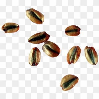 Seeds Png - Seed Clipart