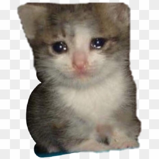 Crying Cat Meme Transparent - Crying Cat Meme Png Clipart