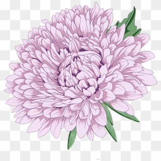 555 X 574 7 - Peony Chrysanthemum Clipart