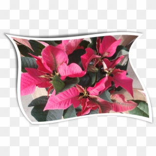 Country Colors Poinsettia For The Holidayswavy - Bougainvillea Clipart