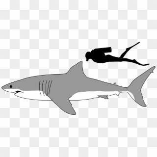 Great White Shark Size Comparison - Shark Side View Drawing Clipart