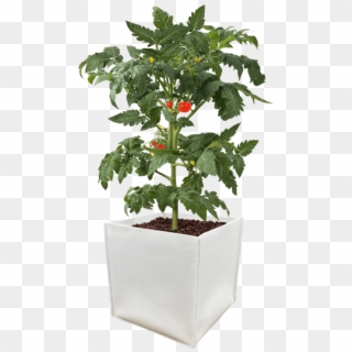 Durapot Grow Pot - Tomato In Pot Png Clipart