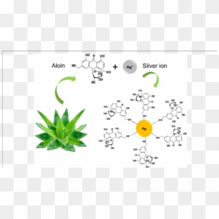 The Chemistry Involved In The Synthesis Of Agnp Using - Synthesis Of Silver Nanoparticles From Aloe Vera Clipart