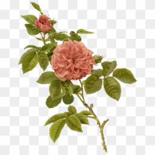 Rose - Portable Network Graphics Clipart
