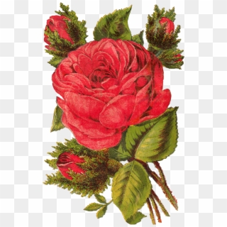 Free Red Rose Digital Clip Art Seed Catalog Banner - Rose Artwork - Png Download