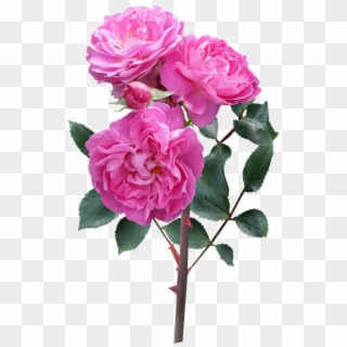 Rose, Flower, Stem Deep Pink Blooms - Rose I Flower Clipart