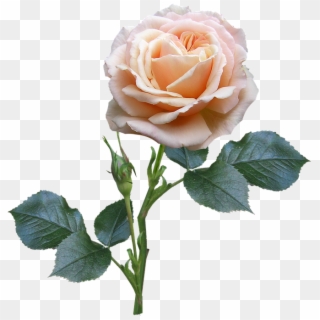 Rose Stem Leaves Bud - Flower With Stem And Leaves Clipart
