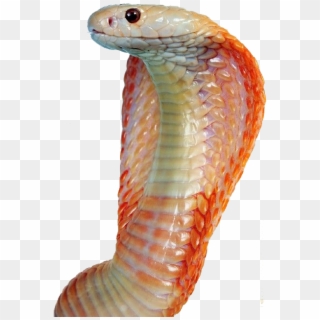 Free Png Image - Snakes Clipart