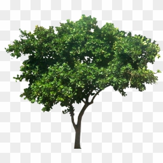 Ficus Triangularis - Mango Tree Png Clipart