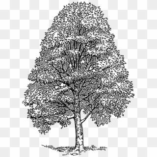 Big Image - Drawing Of Cedar Tree Clipart