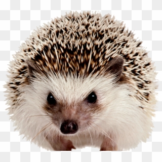 Hedgehog Png - Mammals On White Background Clipart