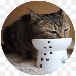 Helps My Older Cat Enjoy His Food As He Was Having - Raised Cat Feeding Bowl Clipart