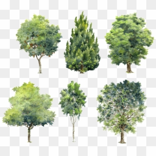 Free Png Download Watercolor Trees For Photoshop Png - Architecture Trees Elevation Png Clipart