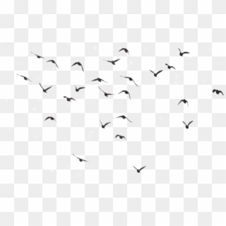 Bird Birds Divergent Picsart @selenagomez-lamija - Flock Of Birds Transparent Clipart