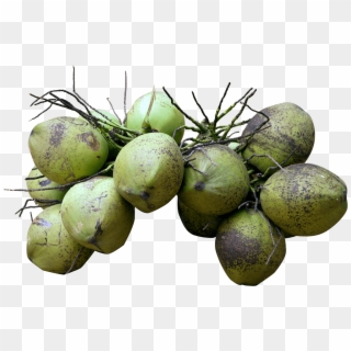 Each Coconut Will Have An Unique Code, With This You - Groene Kokosnoot Kopen Clipart