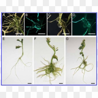 Agrobacterium Rhizogenes Transformation Of Aeschynomene - Fennel Pondweed Clipart