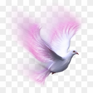 Bird Pink White Dove Freetoedit - White Dove Clipart
