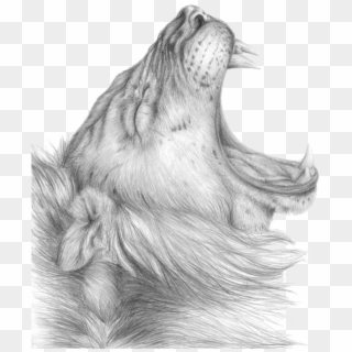 Lioness Roar Png Clipart - Lioness Drawing Png Transparent Png