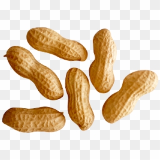 Peanut Png Transparent Images - Peanuts Png Clipart