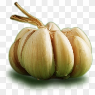 Ontos Garlic - Garlic Clipart