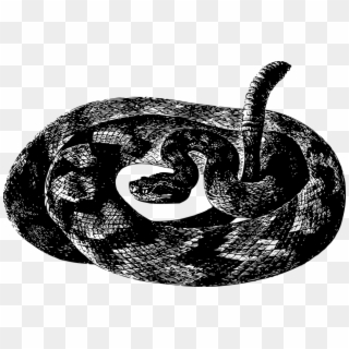 Animal, Rattlesnake, Reptile, Snake - Black And White Rattlesnake Transparent Clipart