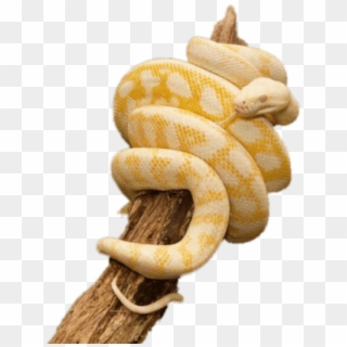 Free Png Download Yellow Python Wrapped Around Trunk - Albino Carpet Python Clipart