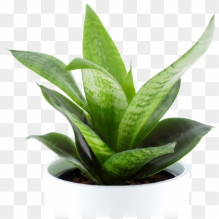 Indoor Plant Png Clipart