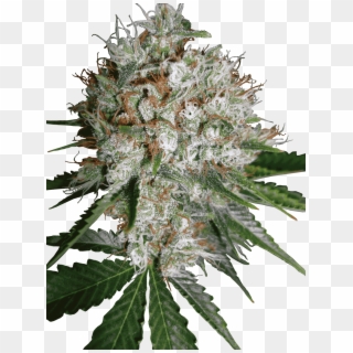 Big Bud Xxl - Ministry Of Cannabis Big Bud Xxl Clipart