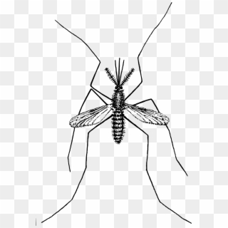 Big Image - Mosquito In Line Drawing Clipart