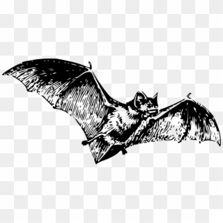 Free Stock Photo - Gray Bat Black And White Clipart