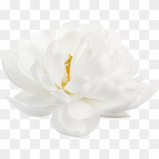 “ White Lotus From The Nymphaea Genus Clipart