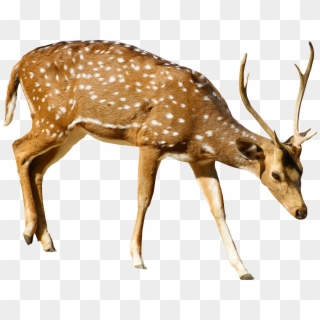 Brown Deer With White Spots Standing - White Tailed Deer Png Clipart