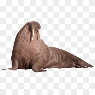 Walrus Sitting On The Ground - Walrus Png Clipart