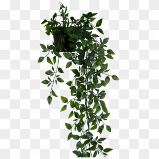 Plant Pngs - Hanging Plant Png Clipart