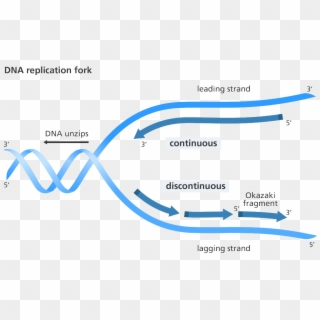 Dna Replication Yourgenome Dna-strand - Lagging And Leading Strands Clipart