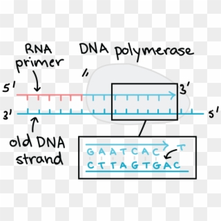 Dna Template Strand And The Creation Of Its Complementary - Antiparallel Dna And Rna Clipart