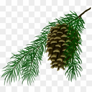 Pine Cone - Oregon Pine Clipart