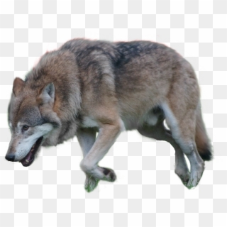 Gray Wolf Png By Pngimagesfee - Wolf Clipart