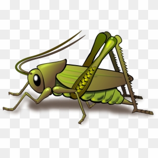 Vector Free Download Cricket Png Images Toppng Transparent - Cricket Insect Clipart