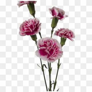 Kwiaty - Kwiaty Cięte - Goździk Gałązkowy - Bolero - Carnation Clipart